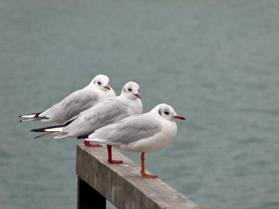 Waterfowl water animals