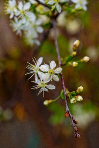 Closeup macro photography nature
