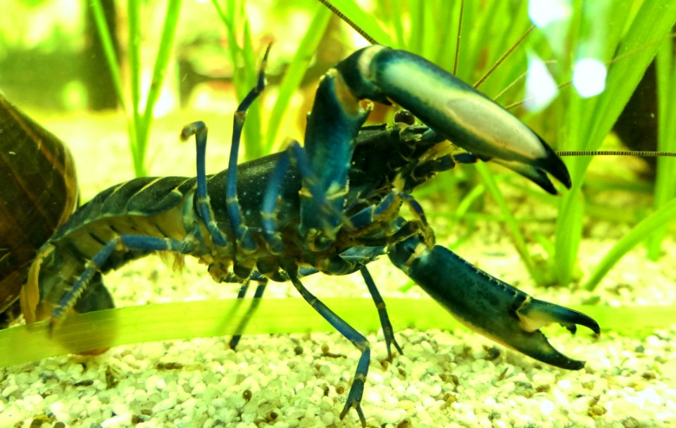 Cherax gherardii 'Blue Moon' male