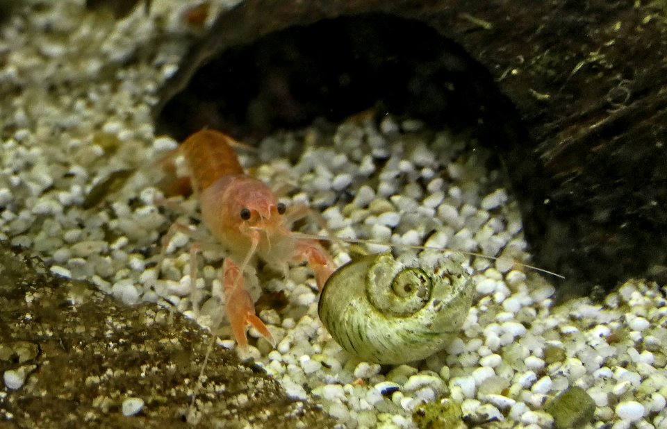 Cherax destructor volcano - baby (4)