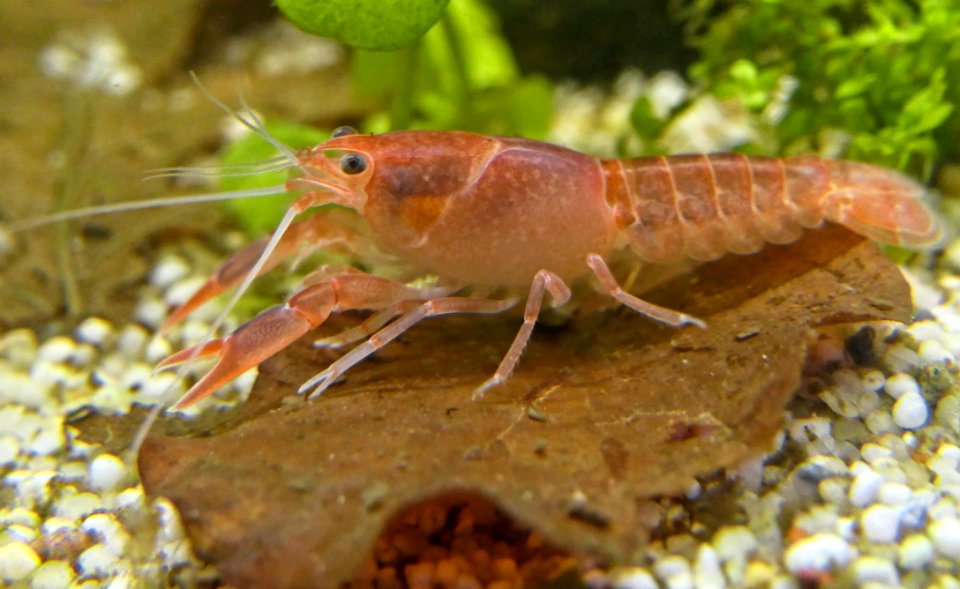 Cherax destructor volcano - baby (6)