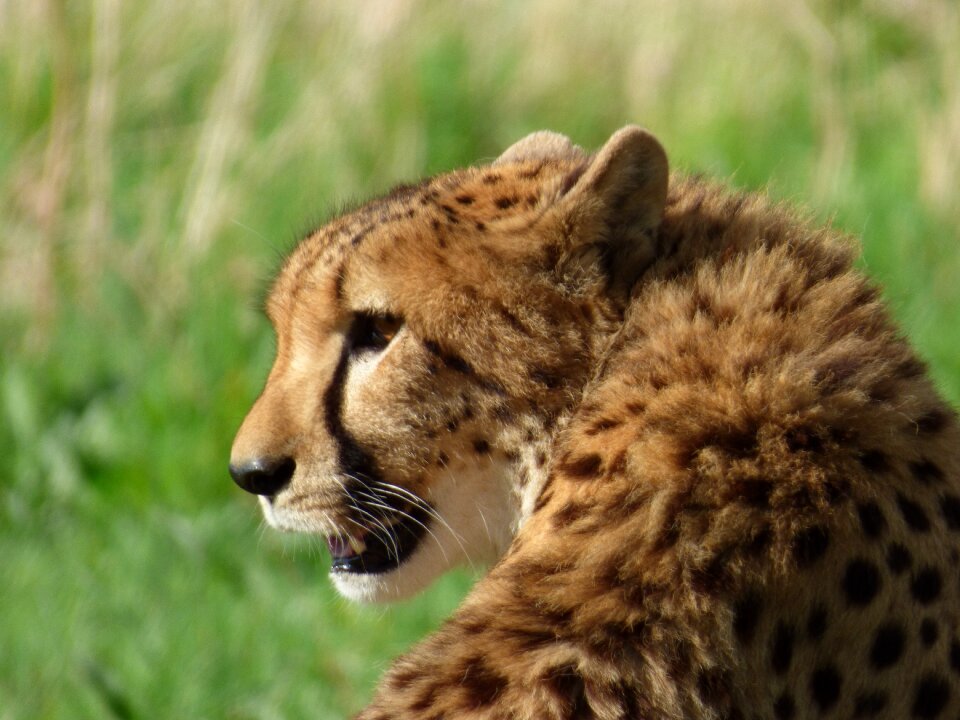 Feline park felines nesles