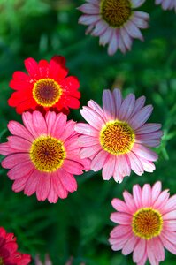 Petals pink summer photo