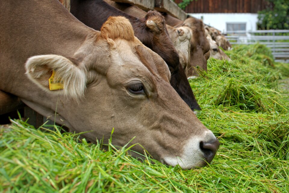Cow animal agriculture