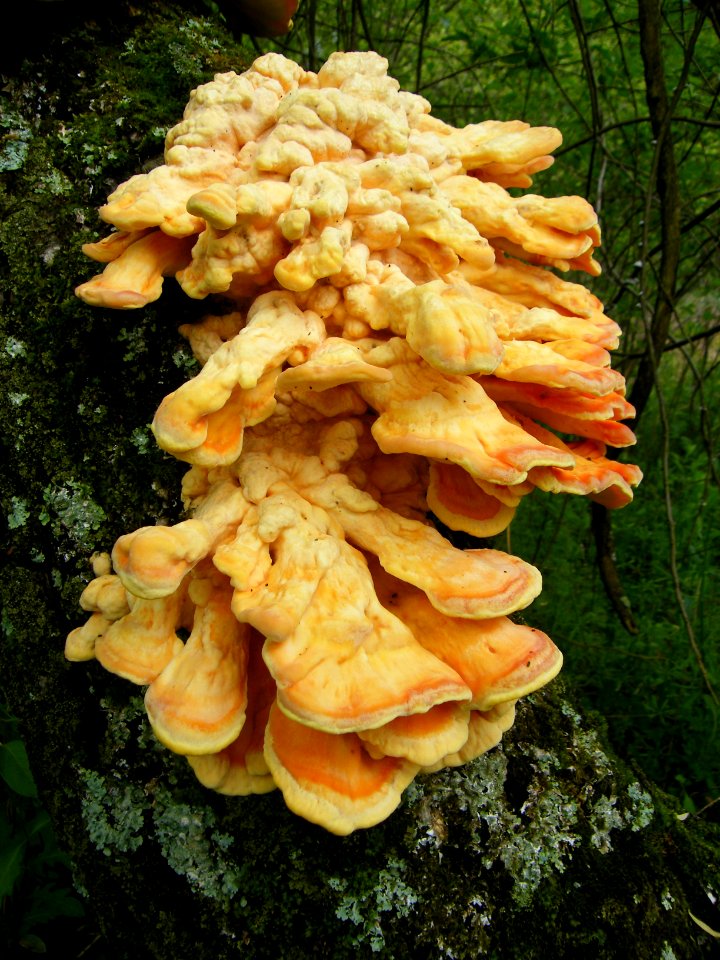 Chicken of the woods close up