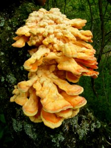 Chicken of the woods close up