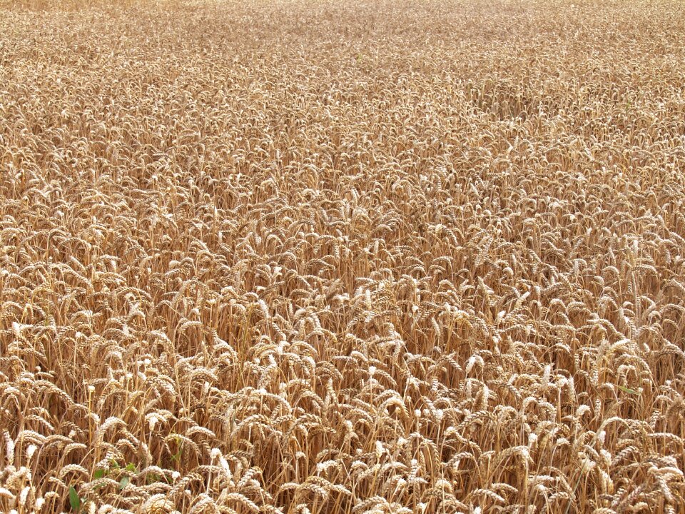 Field wheat wheat field