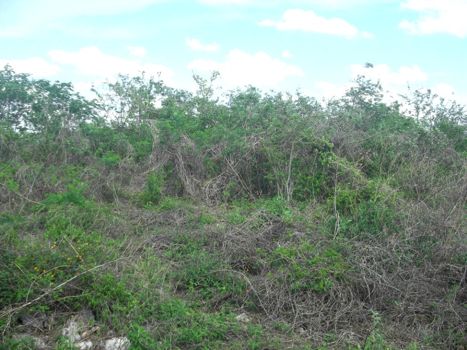 Chichí Suárez, Yucatán (10)