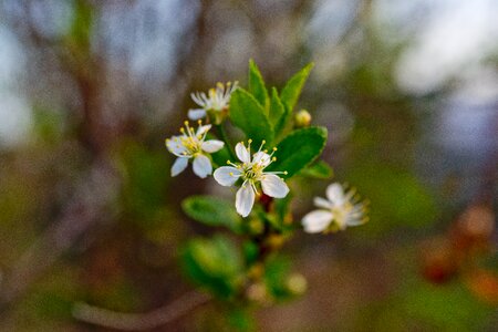 Closeup macro photography nature