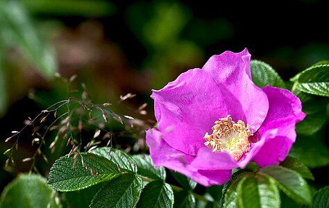Macro rose petals stamens
