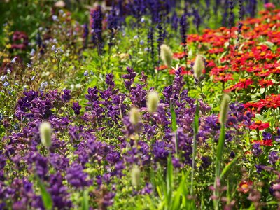 Meadow summer beautiful photo