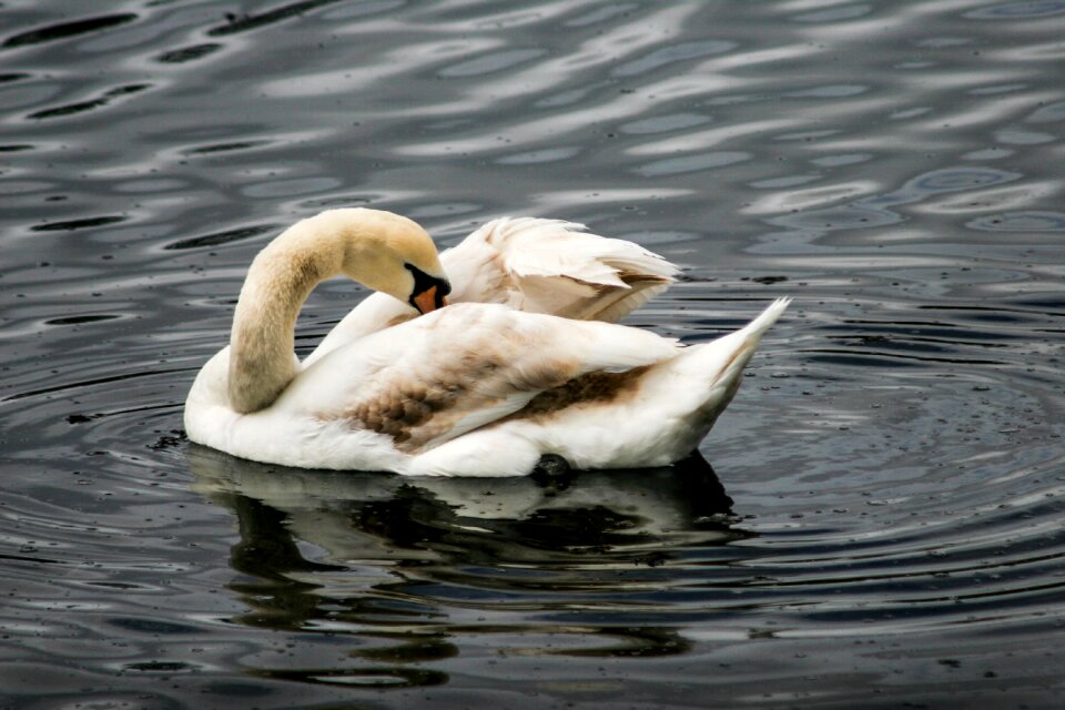 Bird nature water