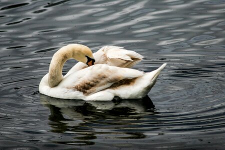 Bird nature water photo