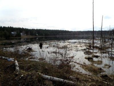 Chernaya River (Kameshkovo)