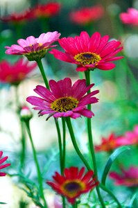 Syrian muslims summer flowers flowers photo