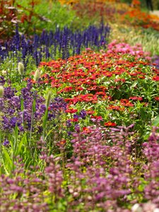 Meadow summer beautiful