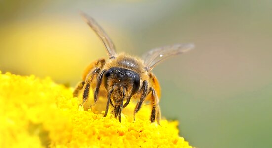 Andrena flavipes yarrow pollen
