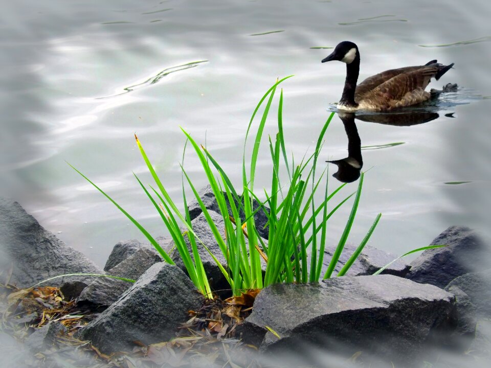 Nature animal wild