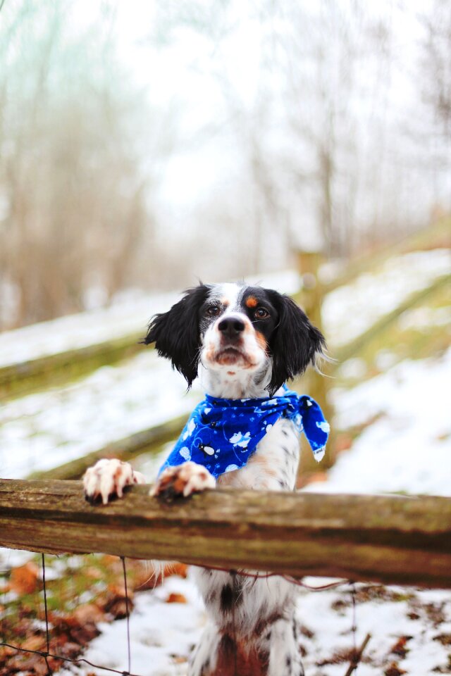 Dog pet winter