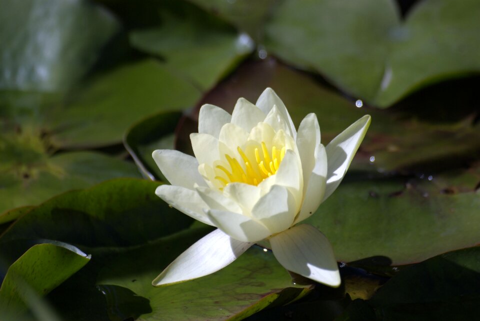 Garden white plant