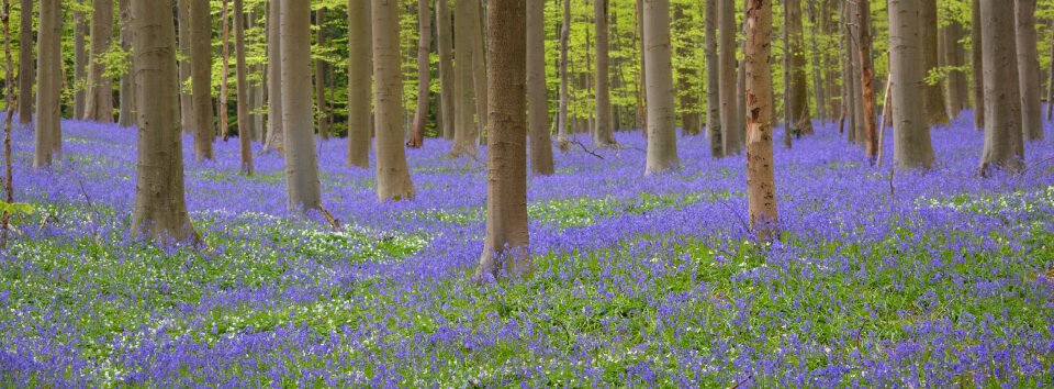 Flowers blue nature