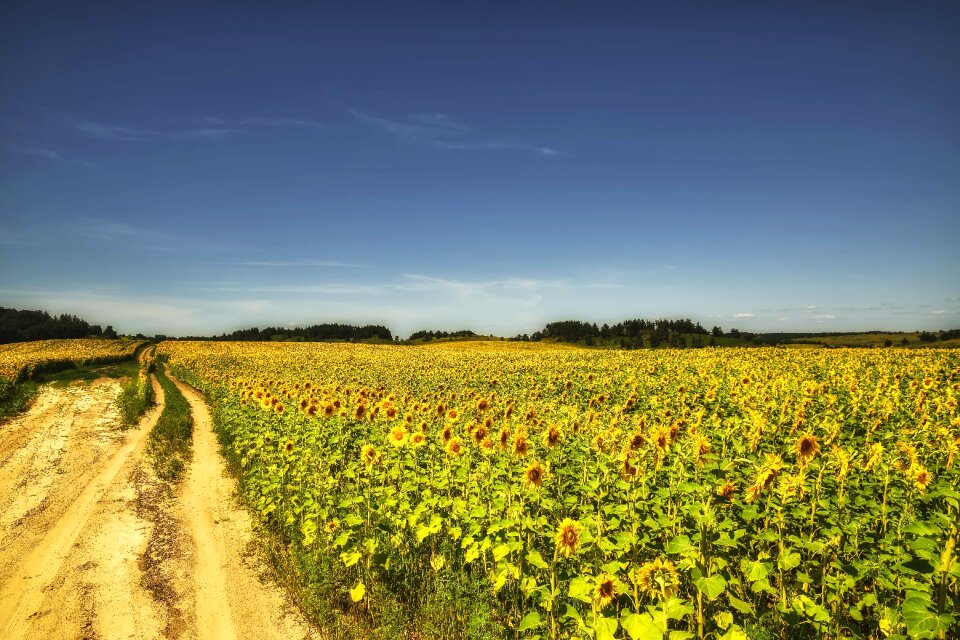 Sunflower summer beauty