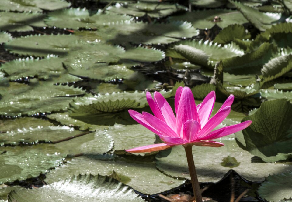 Pink blossom quiet
