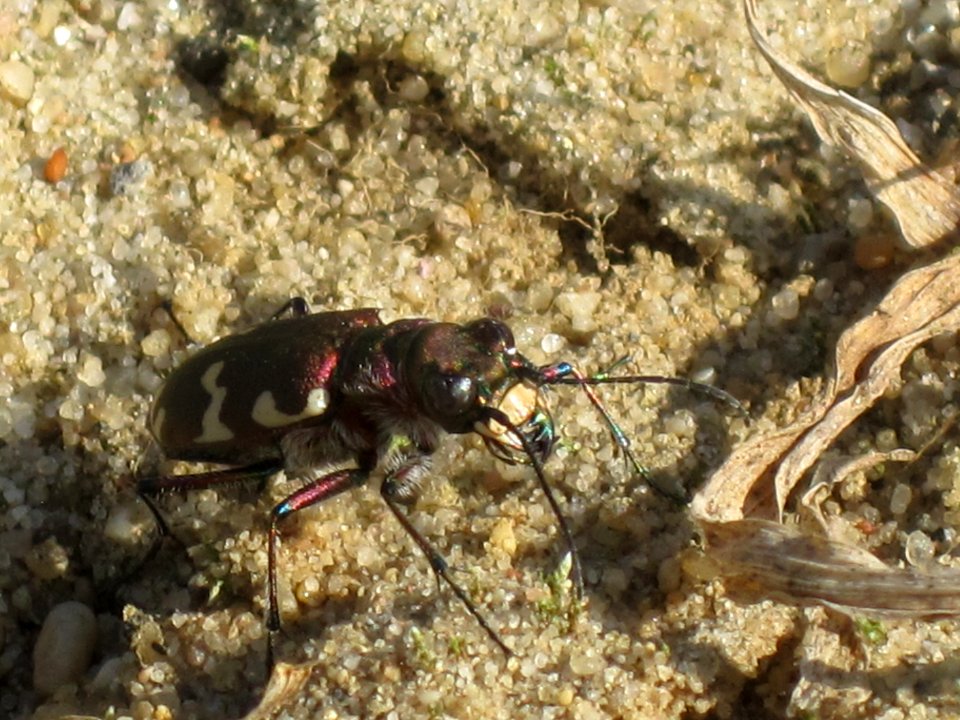 Cicindela hybrida (Tigerbeetle) front, Arnhem, the Netherlands