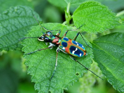 Cicindela japonica(Male,Japan,2017.09.12)