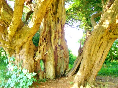 Churchyard yew, Molash