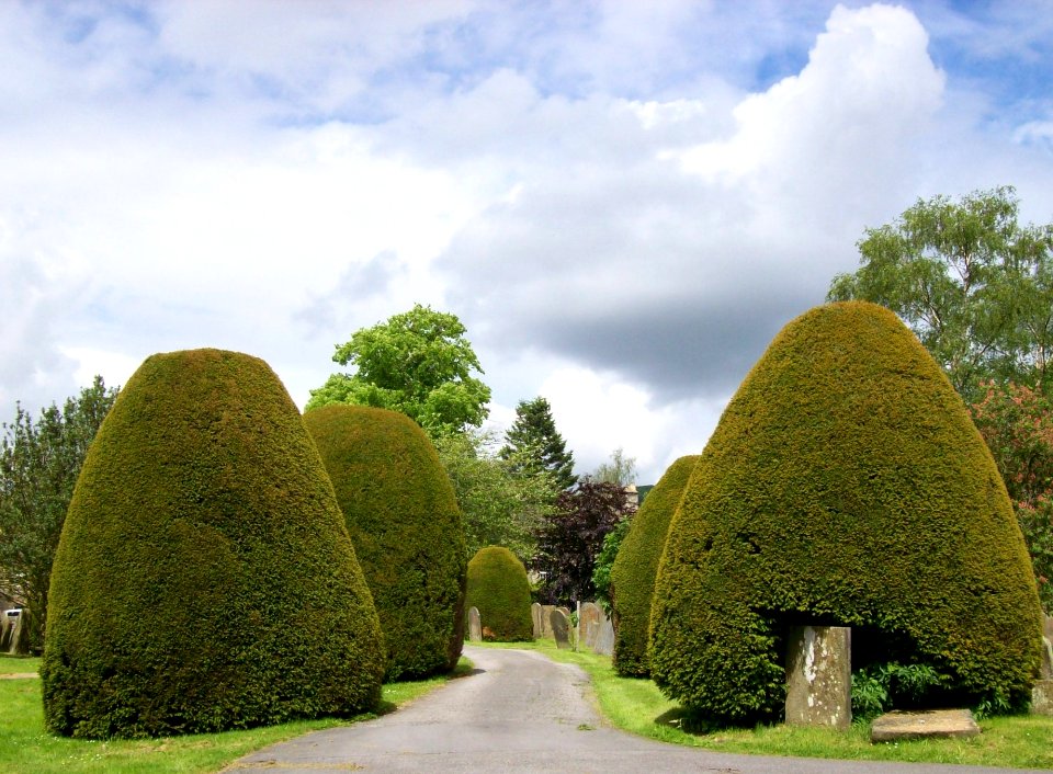 Churchyard yews, Baslow