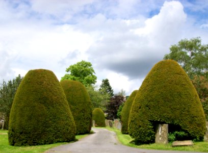 Churchyard yews, Baslow photo