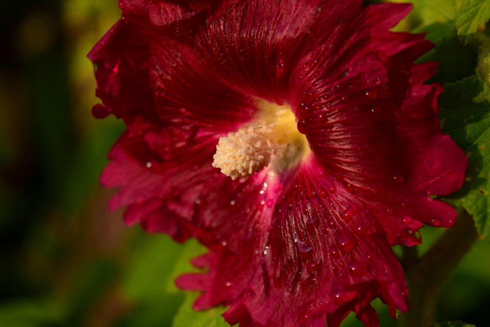 Flower plant close up