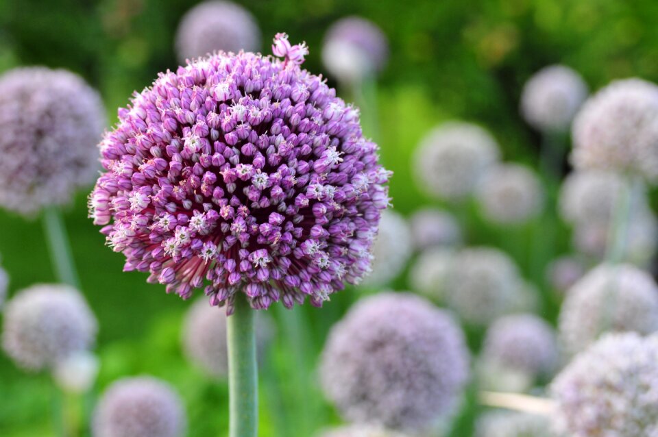 Flowers garlic purple