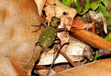 Cicindela-campestris-03-fws