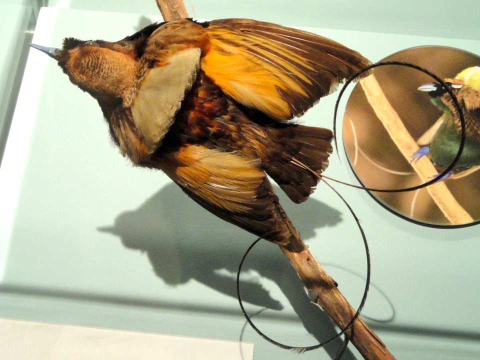 Cicinnurus magnificus (male) - National Geographic Museum - DSC05087