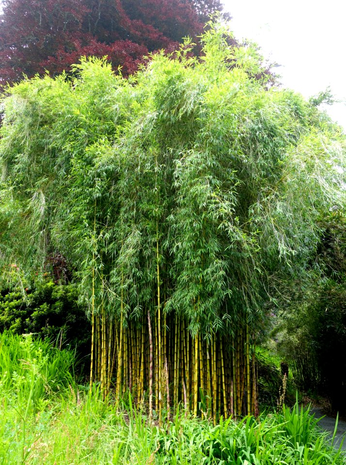 Chusquea gigantea - Trebah Garden - Cornwall, England - DSC01601
