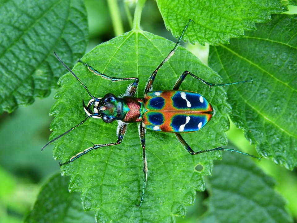 Cicindela japonica(Male,Japan,2017.09.12,b)
