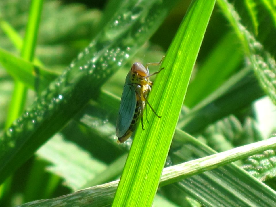 Cicadella viridis (Green leafhopper), Arhnem, the Netherlands