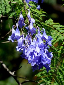 Purple hanging flowers