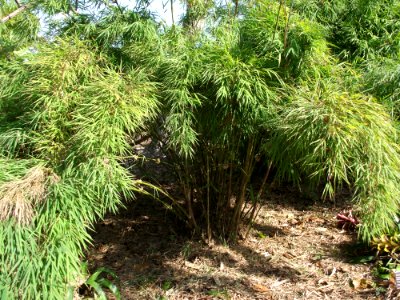 Chusquea circinata 'Teague'