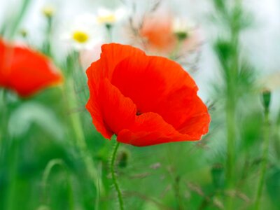 Herbs poppies rain photo