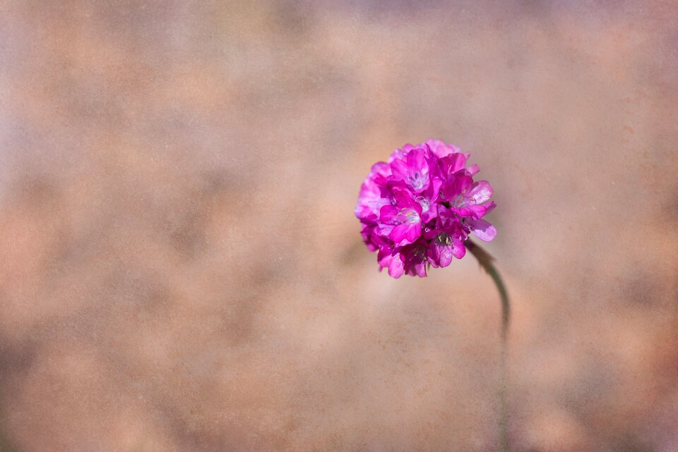 Pink flowers cushion flower stone garden