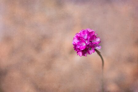 Pink flowers cushion flower stone garden