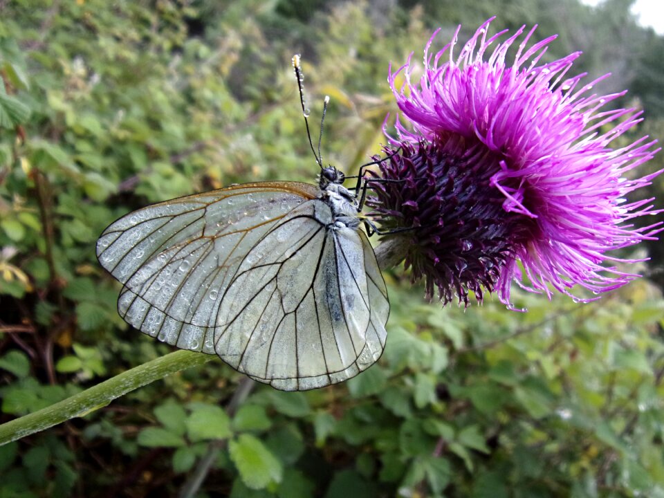 Insect macro cévennes