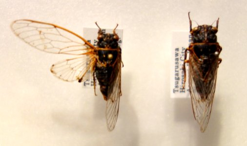 Cicadetta radiator - National Museum of Nature and Science, Tokyo - DSC06844