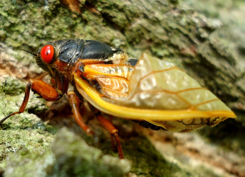 Cicada on tree ready to party
