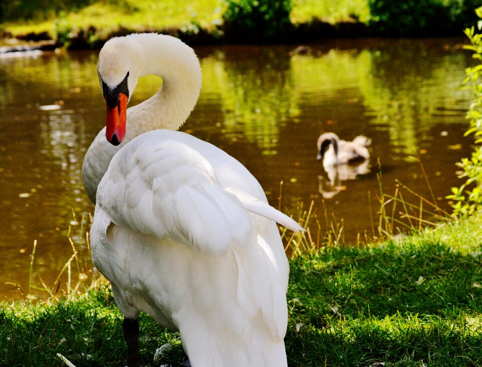 Water white water bird