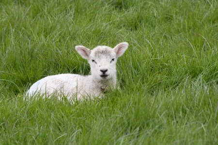 Farm farming agriculture photo