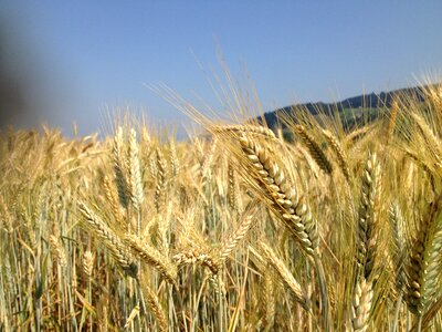 Wheat plant spike